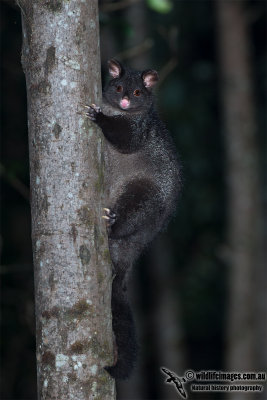 Mountain Brushtail Possum 9549.jpg