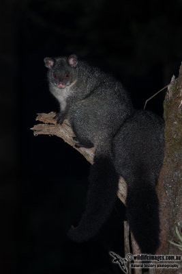 Mountain Brushtail Possum 9573.jpg