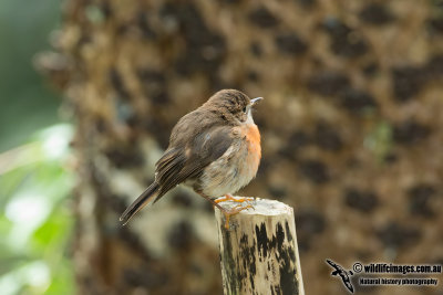 Norfolk Island Robin 7779.jpg