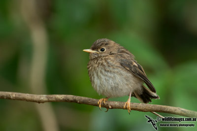 Norfolk Island Robin 8072.jpg