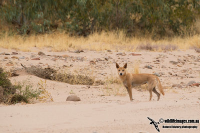 Australian Dingo 764.jpg