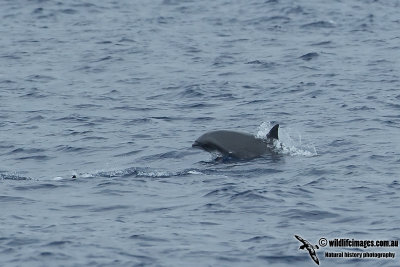 Fraser's Dolphin 0088.jpg