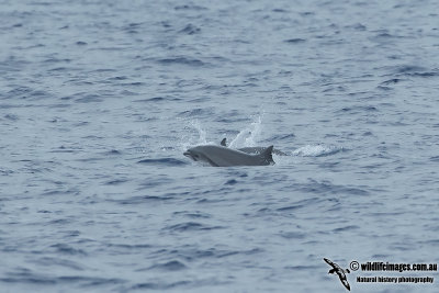 Fraser's Dolphin 0101.jpg