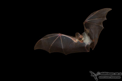 Insectivorous Bats