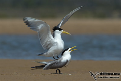 Crested Tern 4408.jpg