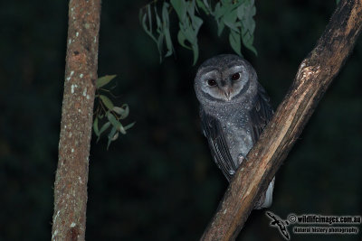 Sooty Owl 6778.jpg
