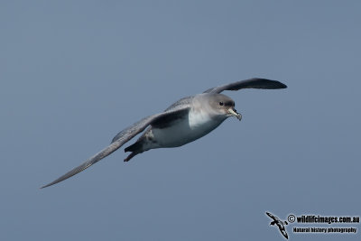 Grey Petrel 1265.jpg