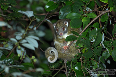 Green Ringtail Possum 9615.jpg