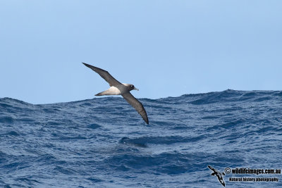 Light-mantled Sooty Albatross 0928.jpg