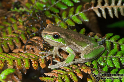 Davies' Tree Frog - Litoria daviesae