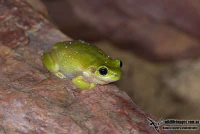 Centralian Tree Frog - Litoria gilleni