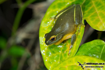 Dainty Tree Frog - Litoria gracilenta