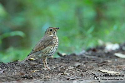 Song Thrush
