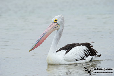 Australian Pelican 6313.jpg
