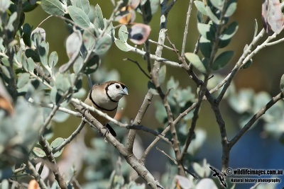 Double-barred Finch