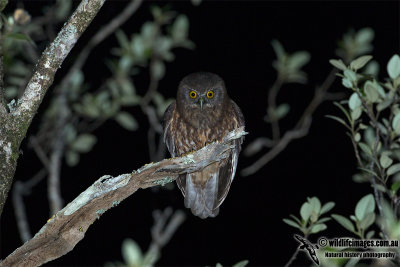 Norfolk Morepork
