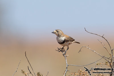Banded Whiteface