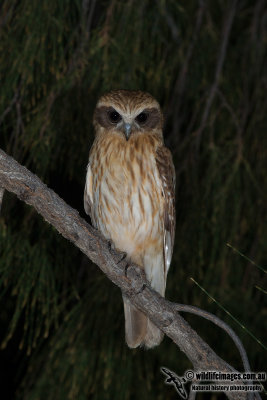 Southern Boobook 5835.jpg