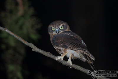 Southern Boobook 9581.jpg