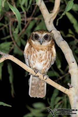 Southern Boobook 9746.jpg