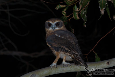 Southern Boobook