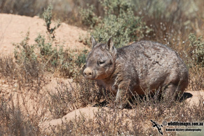 Southern Hairy-nosed Wombat a0119.jpg