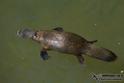 Platypus