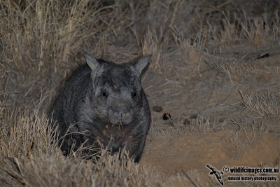 Northern Hairy-nosed Wombat 7295.jpg