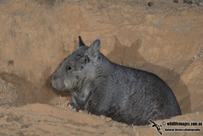 Northern Hairy-nosed Wombat