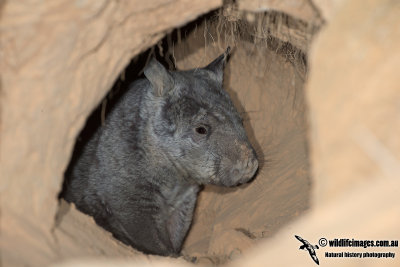 Northern Hairy-nosed Wombat 7392.jpg