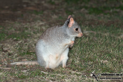 Rufous Bettong 1303.jpg