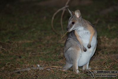 Black-striped Wallaby 9075.jpg