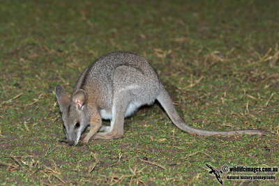 Black-striped Wallaby 9097.jpg