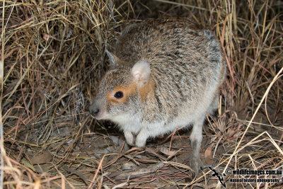 Spectacled Hare-wallaby