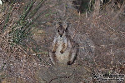 Unadorned Rock-wallaby