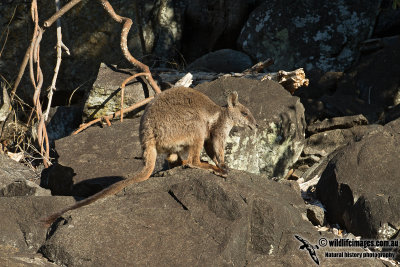 Herbert's Rock-wallaby