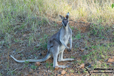 Whiptail Wallaby 0381.jpg