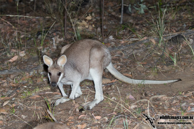 Whiptail (Pretty-faced) Wallaby