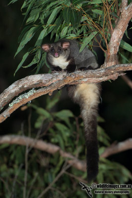 Central Greater Glider