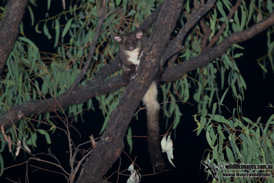 Central Greater Glider 5093.jpg