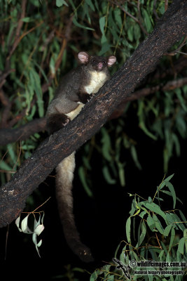 Central Greater Glider