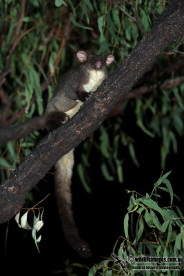 Central Greater Glider 5104.jpg