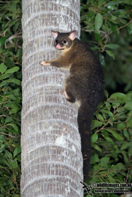 Common Brushtail Possum