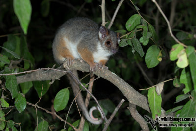 Common Ringtail Possum 2569.jpg
