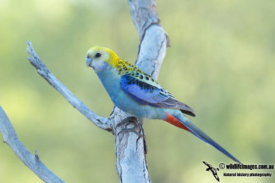 Pale-headed Rosella 7966.jpg