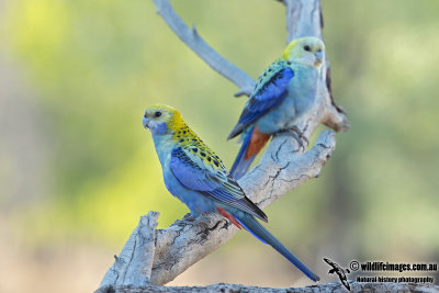 Pale-headed Rosella 8107.jpg