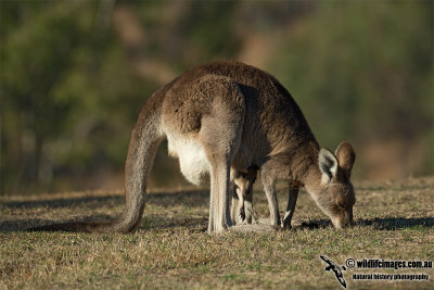 Eastern Grey Kangaroo 9547.jpg