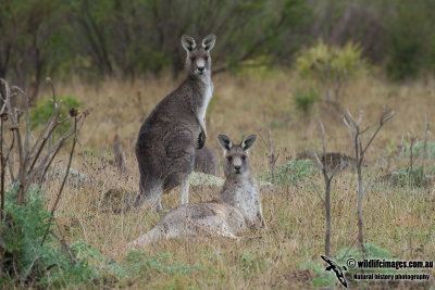 Eastern Grey Kangaroo