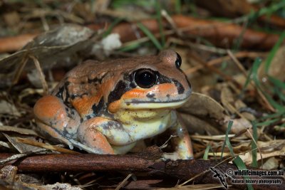 Giant Banjo Frog - Limnodynastes interioris