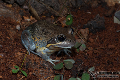 Northern Banjo Frog - Limnodynastes terraereginae